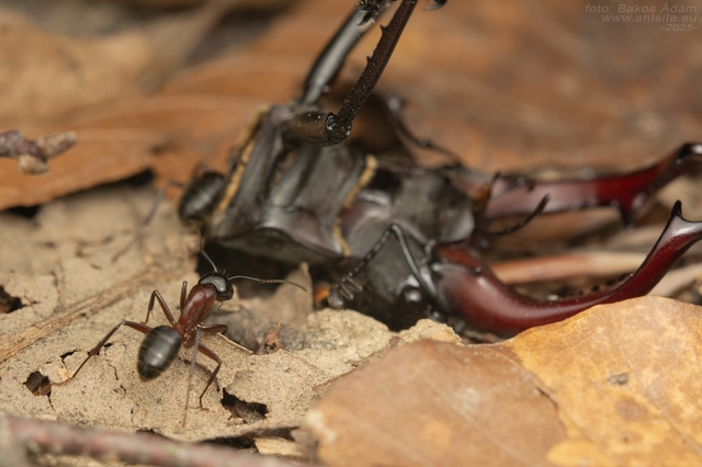 Camponotus ligniperda - faodvasító lóhangya