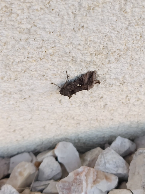 Autographa gamma - gammalepke
