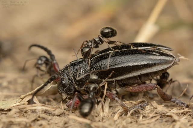 Dorcadion pedestre - kétsávos gyalogcincér