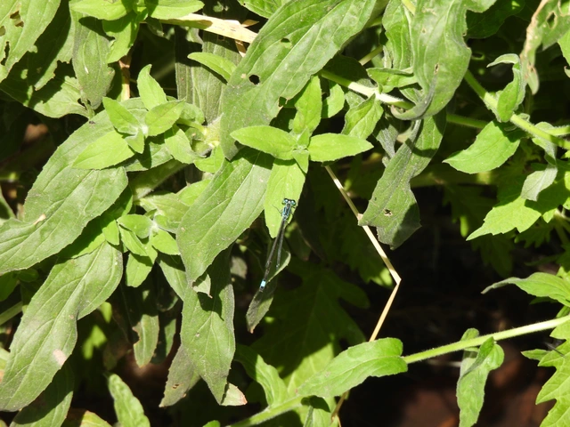 Ischnura elegans pontica - kéköves légivadász