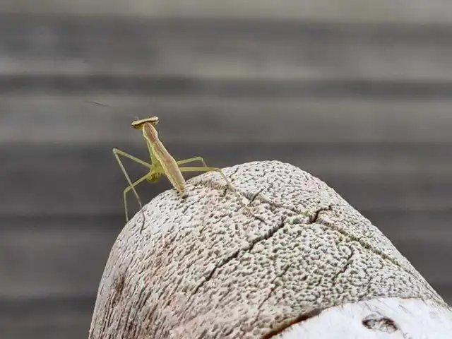 Mantodea - Fogólábúak