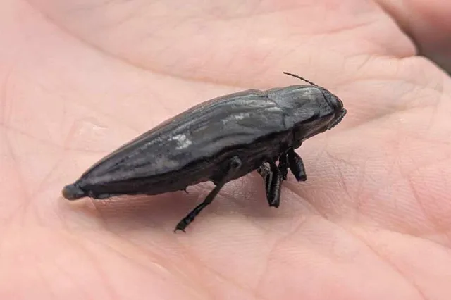 Chalcophora mariana - nagy fenyvesdíszbogár