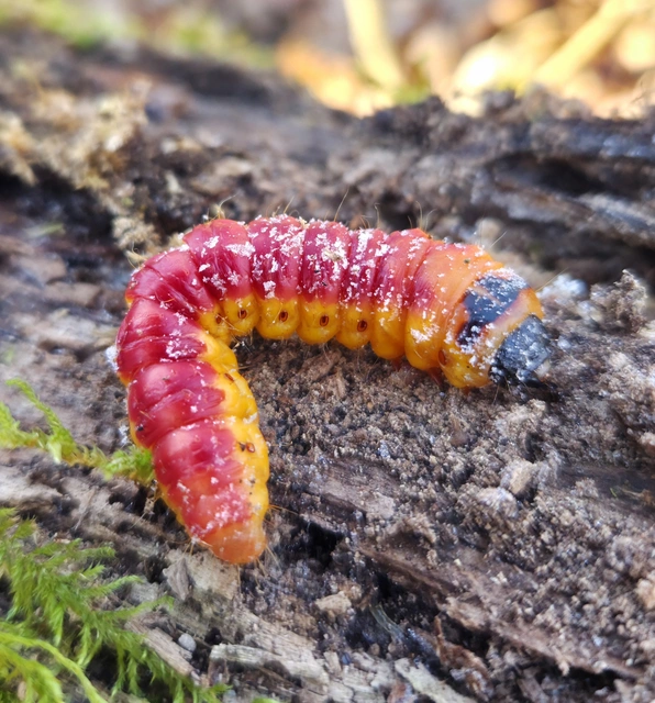 Cossus cossus - fűzfarontólepke