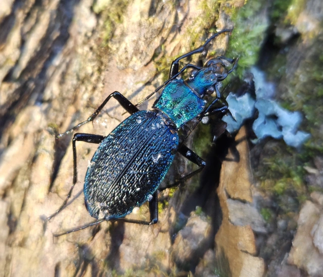Carabus intricatus - kék laposfutrinka Carabus intricatus - kék laposfutrinka