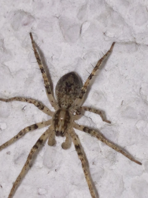 Anyphaena accentuata - jegyespók