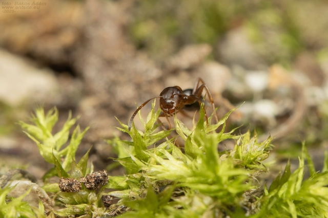 Colobopsis truncata - kapushangya