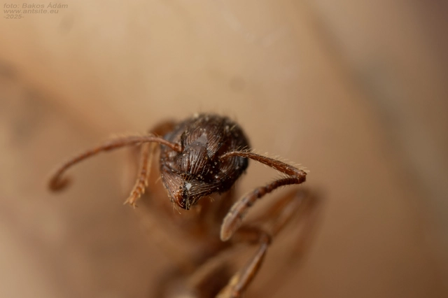 Myrmica rubra - közönséges bütyköshangya