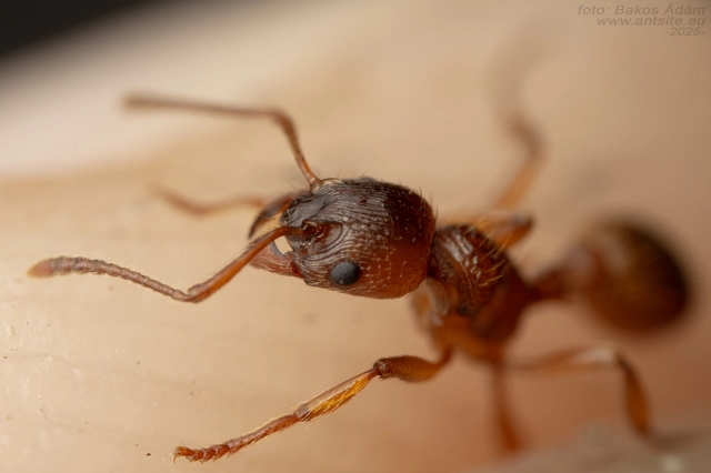 Myrmica ruginodis - erdei bütyköshangya