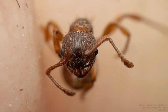 Myrmica sabuleti - gyakori bütyköshangya