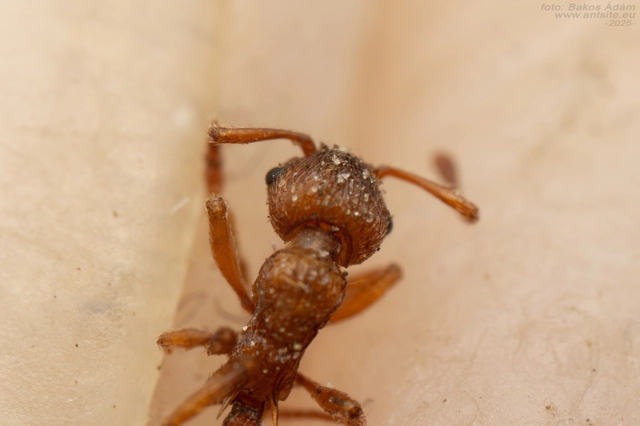 Myrmica scabrinodis - réti bütyköshangya