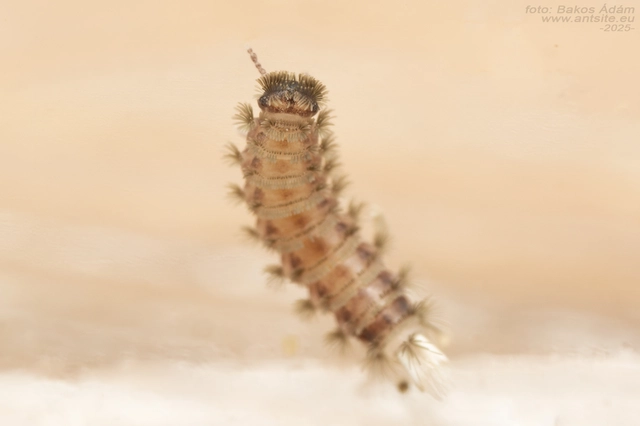 Polyxenus lagurus