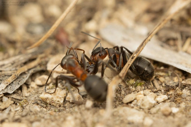Formica pratensis - réti vöröshangya