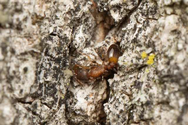 Temnothorax affinis - erdei kéreghangya