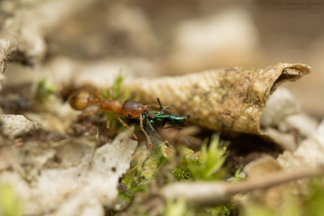 Temnothorax crassispinus - gubacslakó kéreghangya