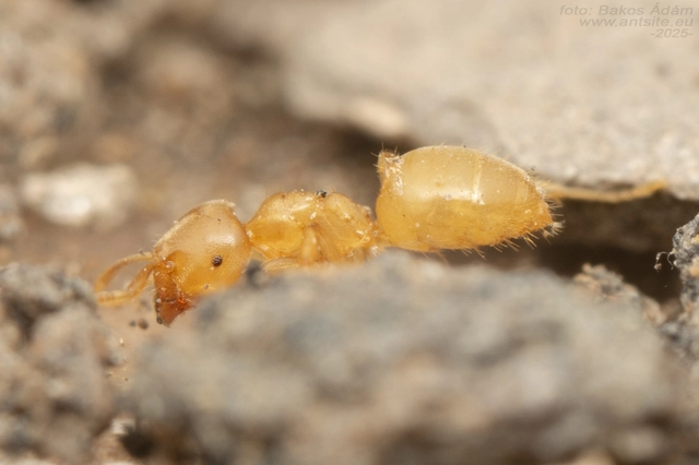 Lasius myops - ligeti borostyánhangya