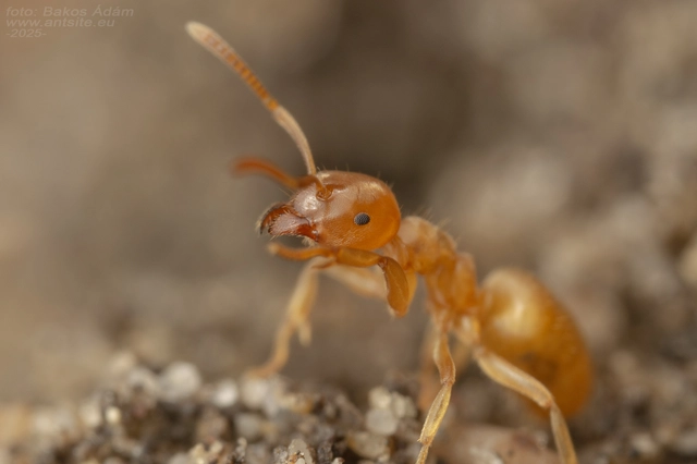 Lasius flavus - gyakori borostyánhangya
