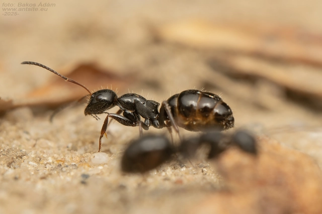 Camponotus piceus - szurkos lóhangya