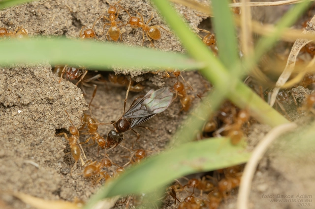 Lasius nitidigaster - bolgár borostyánhangya