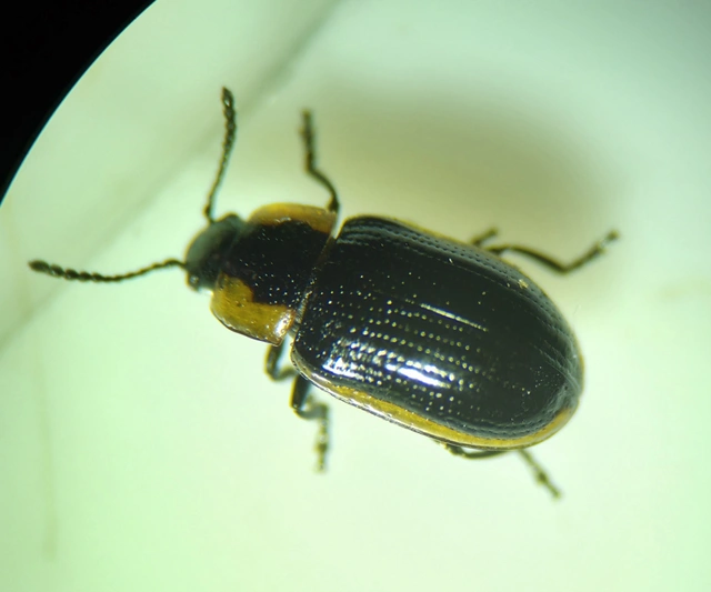 Prasocuris marginella - szegélyes boglárkalevelész
