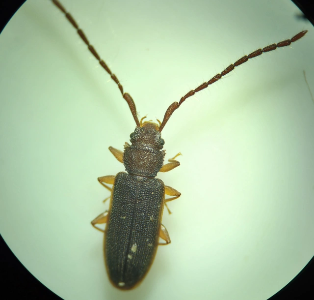 Uleiota planatus - hosszúcsápú fogasnyakú-lapbogár