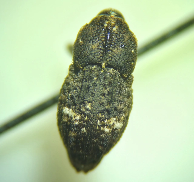 Acallocrates colonnellii - karcsútorú zártormányos