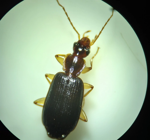 Dromius agilis - fürge kéregfutó