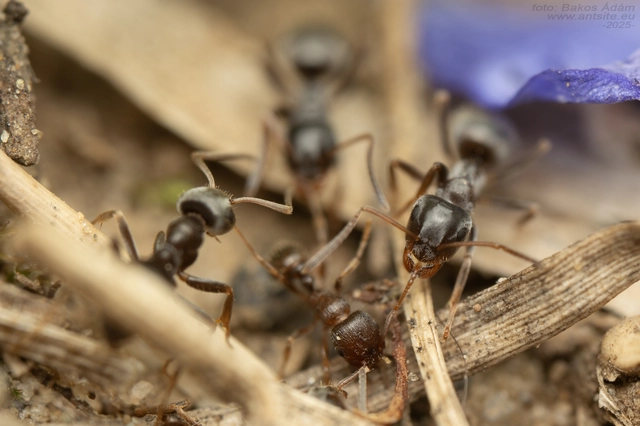 Tetramorium
