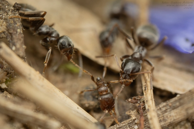 Lasius bombycina - pusztai feketehangya