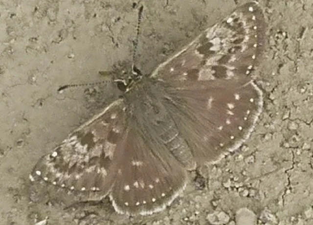Erynnis tages - cigánylepke