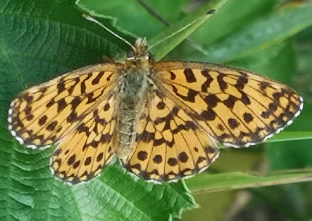 Boloria selene - fakó gyöngyházlepke