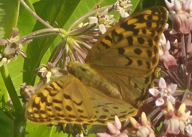 Argynnis pandora - zöldes gyöngyházlepke