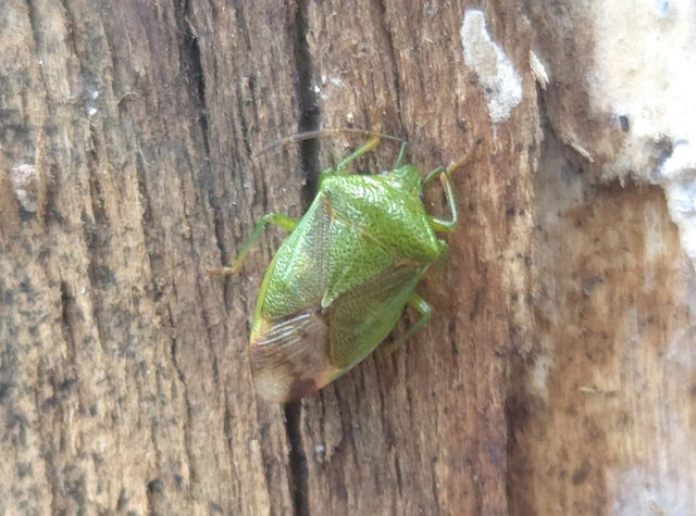Elasmostethus Elasmostethus