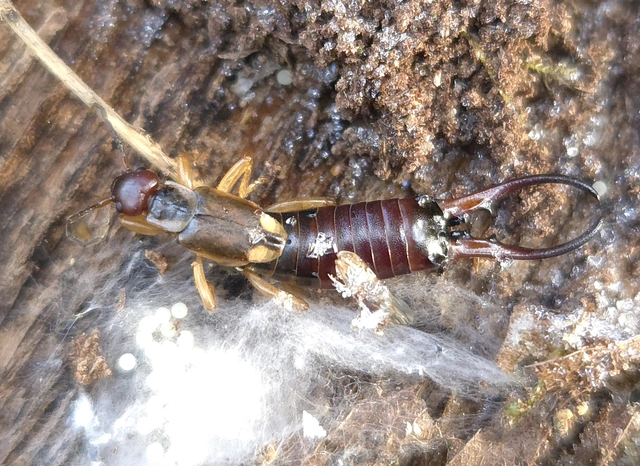 Forficula auricularia - közönséges fülbemászó