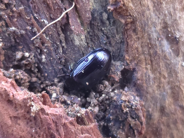 Platydema violaceum - fémkék taplóbogár
