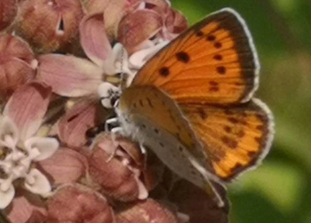 Lycaena dispar rutilus - nagy tűzlepke