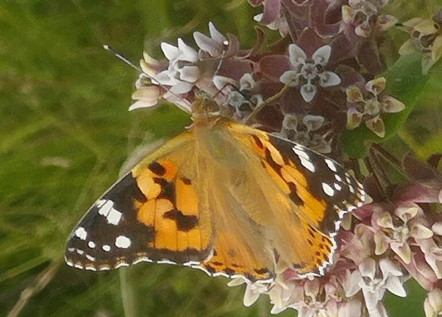 Vanessa cardui - bogáncslepke
