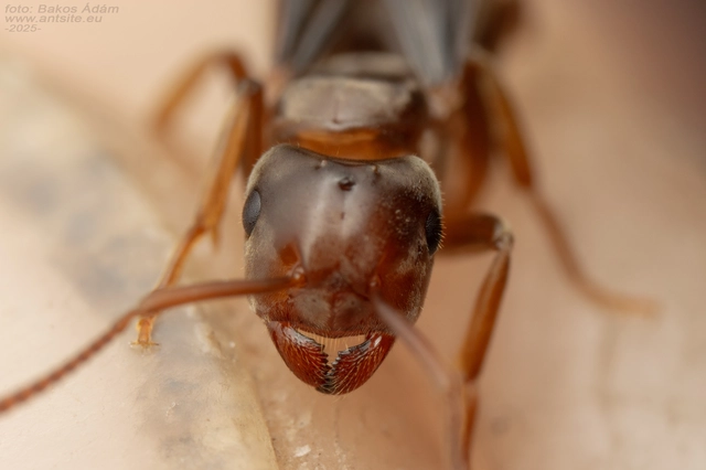 Lasius distinguendus - déli borostyánhangya