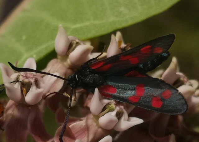 Zygaena filipendulae - acélszínű csüngőlepke