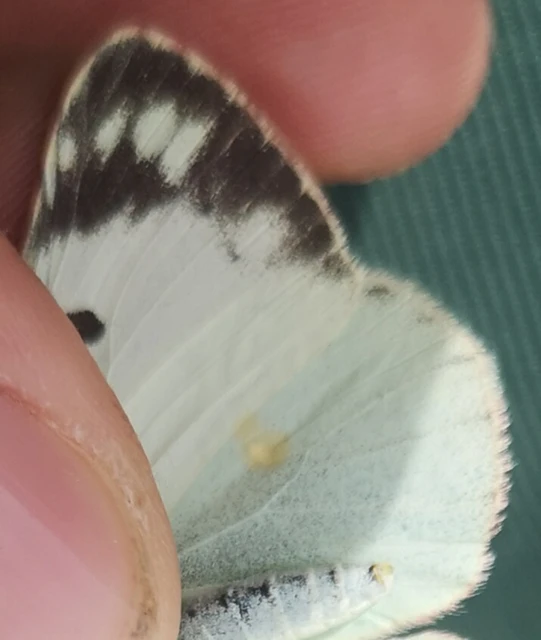 Colias hyale - kéneslepke