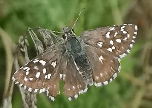 Pyrgus malvae - kis busalepke