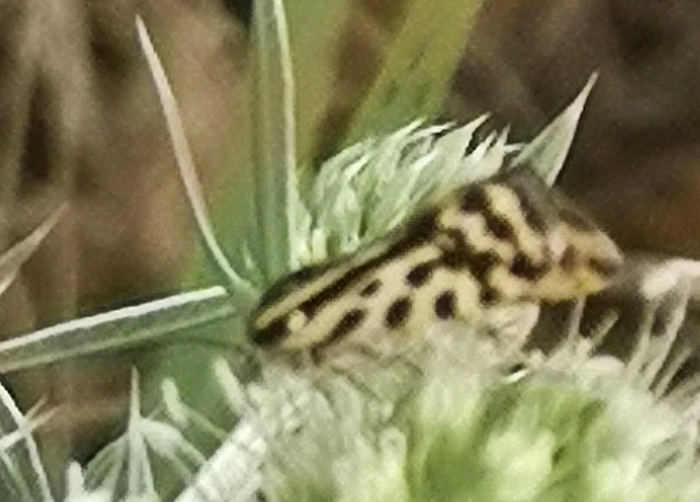 Emmelia trabealis - zebrabagoly