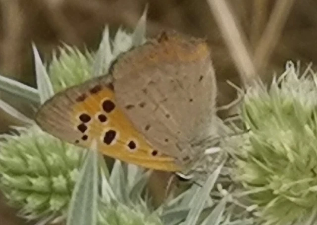 Lycaena phlaeas - közönséges tűzlepke