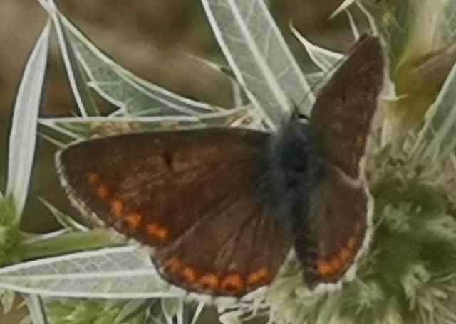 Aricia agestis - szerecsenboglárka