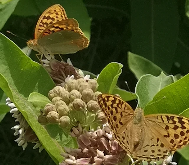 Argynnis pandora - zöldes gyöngyházlepke