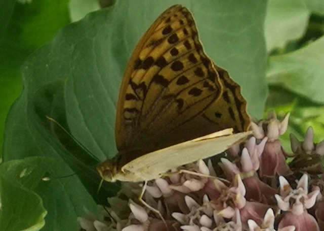 Argynnis pandora - zöldes gyöngyházlepke