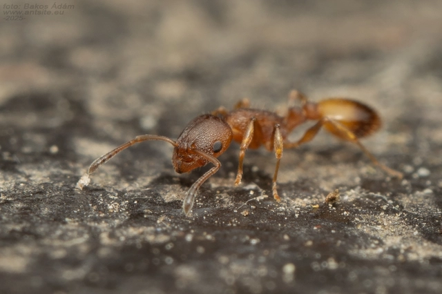 Temnothorax unifasciatus - gyűrűs kéreghangya
