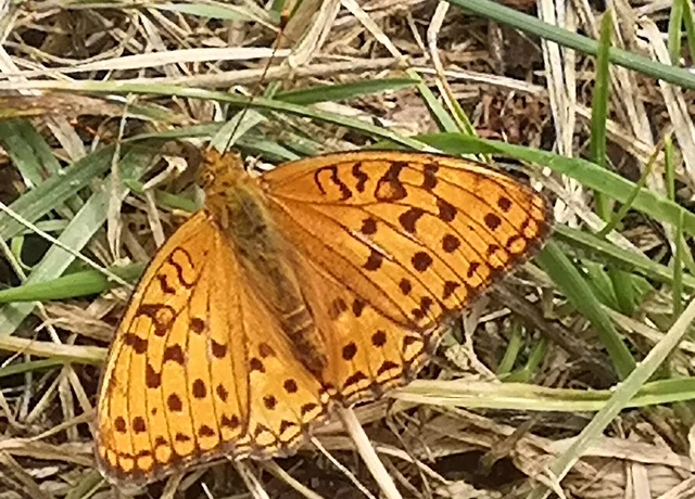 Argynnis adippe - ezüstös gyöngyházlepke
