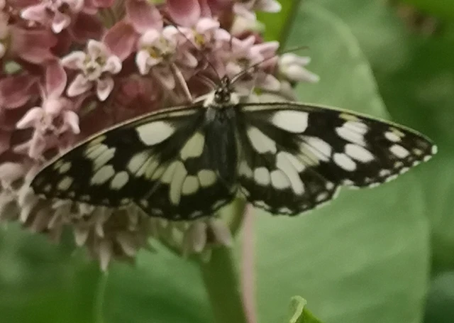 Melanargia galathea - sakktáblalepke