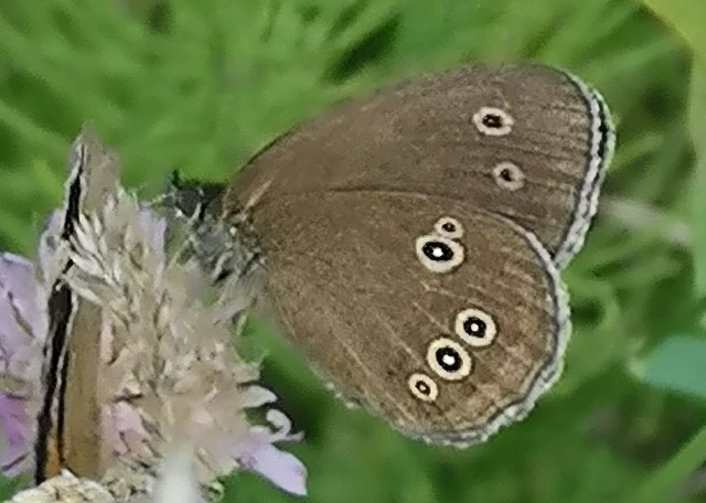 Aphantopus hyperanthus - közönséges ökörszemlepke