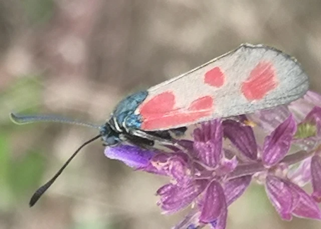 Zygaena loti - közönséges csüngőlepke